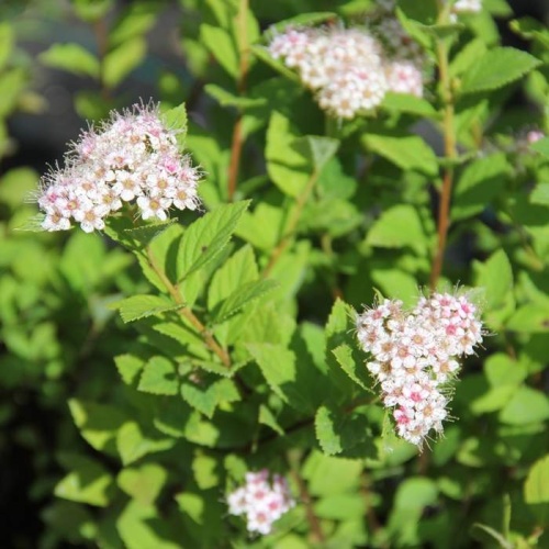 Keře okrasné květem - Tavolník japonský Little Princess 1,4 litru