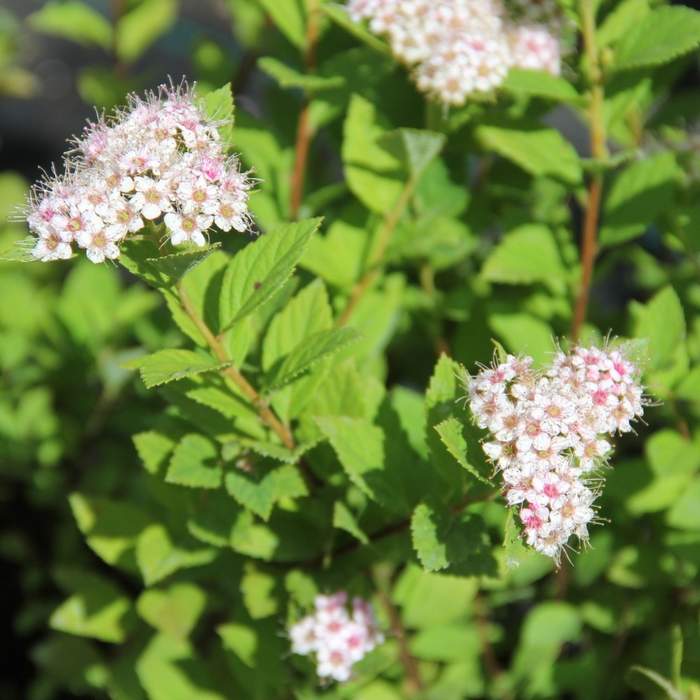 Keře okrasné květem - Tavolník japonský Little Princess květináč 2,5 litru, výška 20/25cm, keř