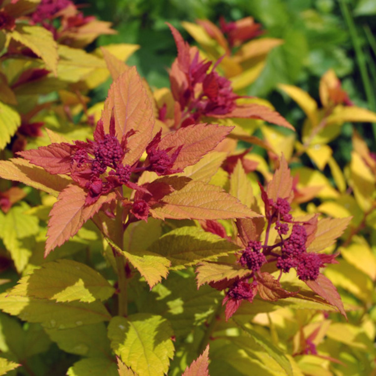 Keře okrasné květem - Tavolník japonský Magic Carpet květináč 5 litrů