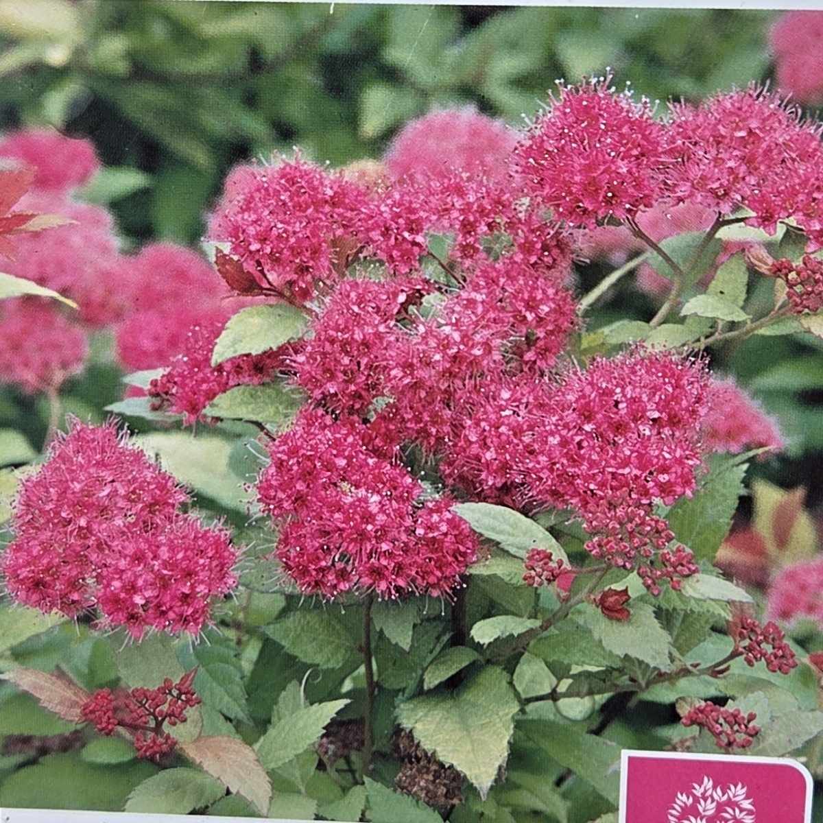 Tavolník japonský Magic Carpet květináč 5 litrů-0