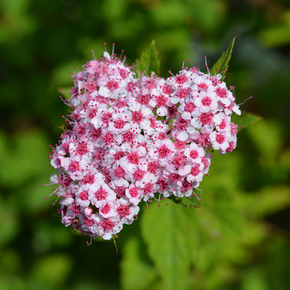 Keře okrasné květem - Tavolník japonský 'Sparkling Champagne' květináč 2 litry, výška 20/30cm, keř