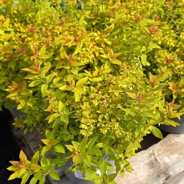 Keře okrasné květem - Tavolník japonský 'Tess' výška 20/30cm, květináč 4 litry