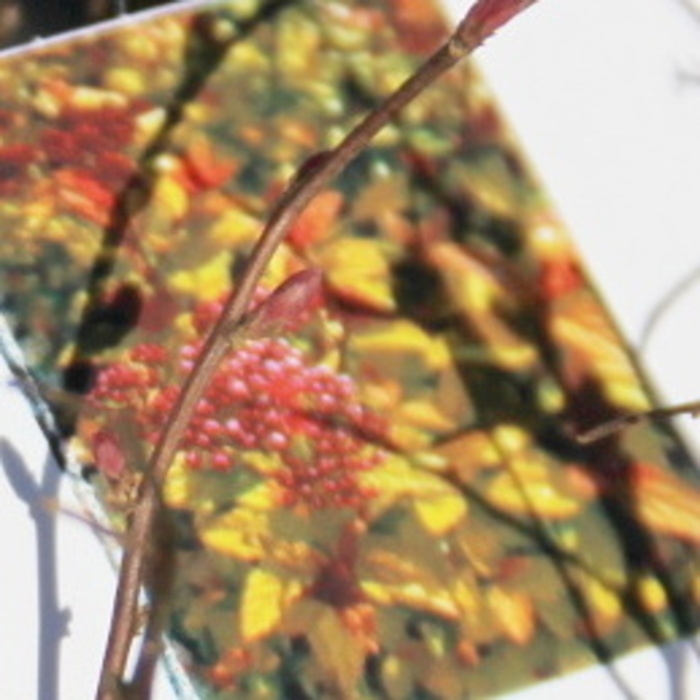 Tavolník japonský 'Tess' výška 20/30cm, květináč 4 litry-0