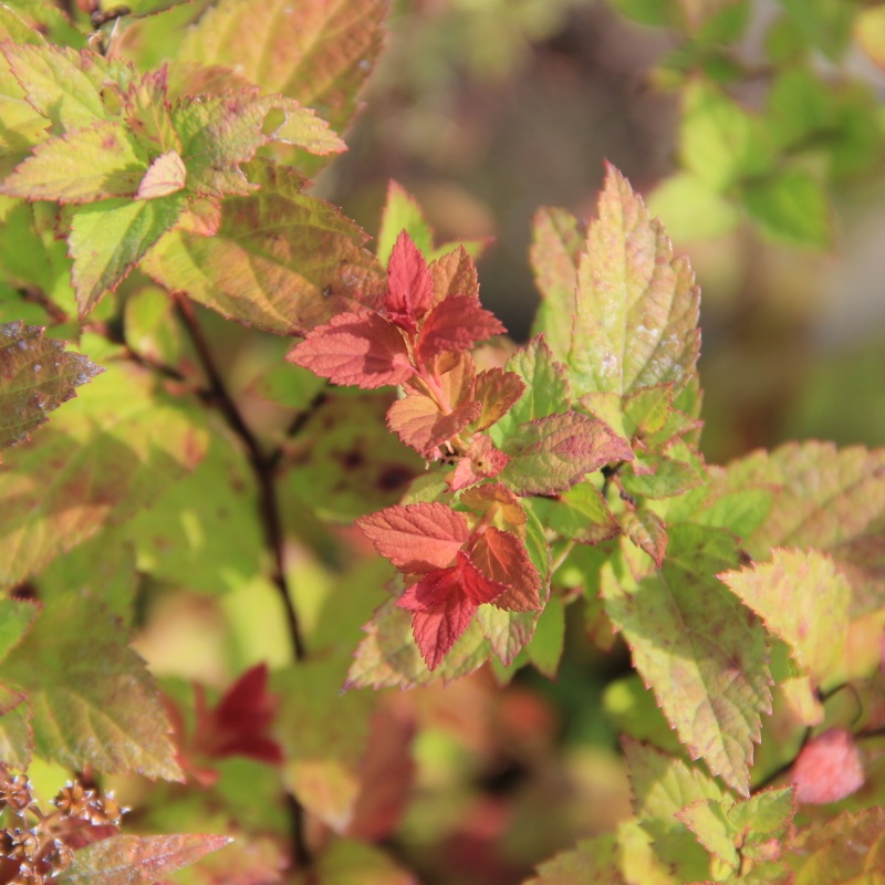 Keře okrasné květem - Tavolník japonský Walbuma květináč 2,5 litru, výška 25/30cm, keř