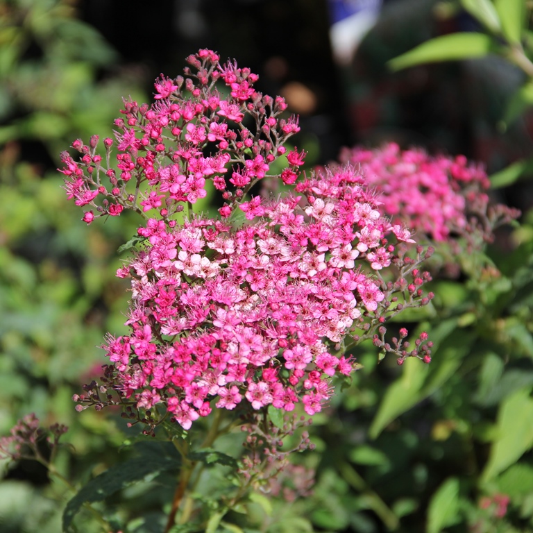 Keře okrasné květem - Tavolník nízký 'Dart's Red' květináč 1,4 litru, 20/30cm, keř