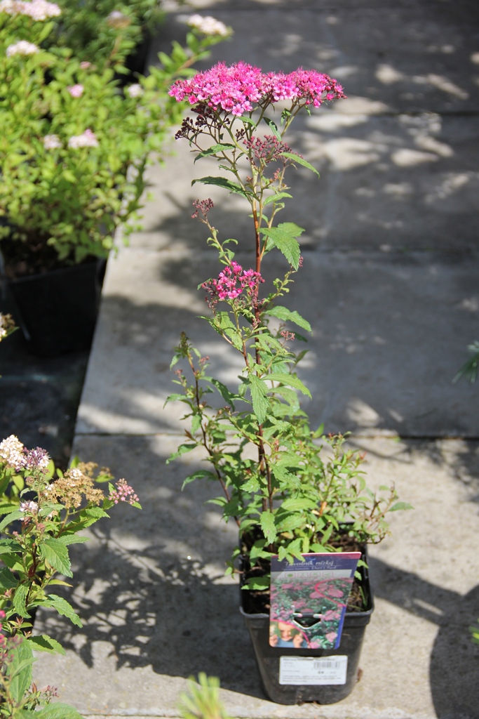 Tavolník nízký 'Dart's Red' květináč 1,4 litru, 20/30cm, keř-0