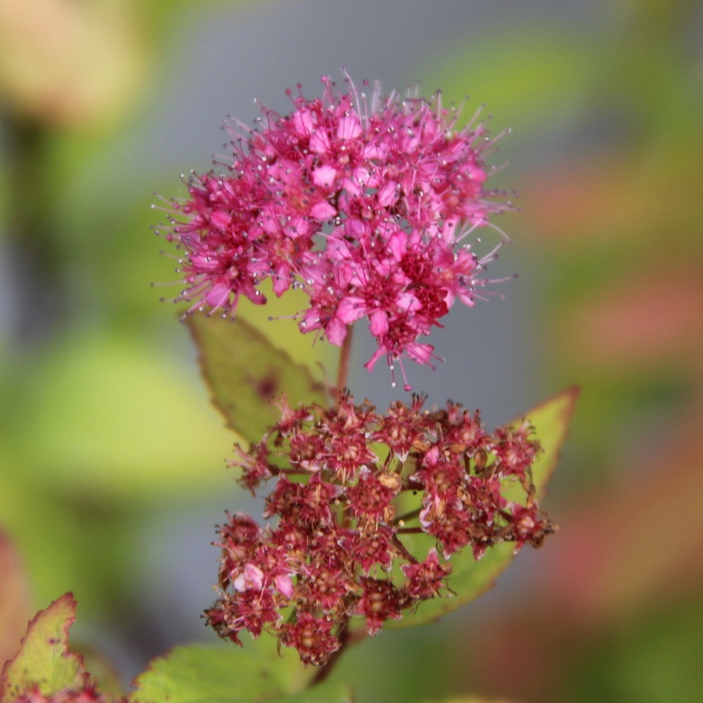 Keře okrasné květem - Tavolník  nízký 'Goldflame' květináč 1,4 litru, 20/30cm, keř