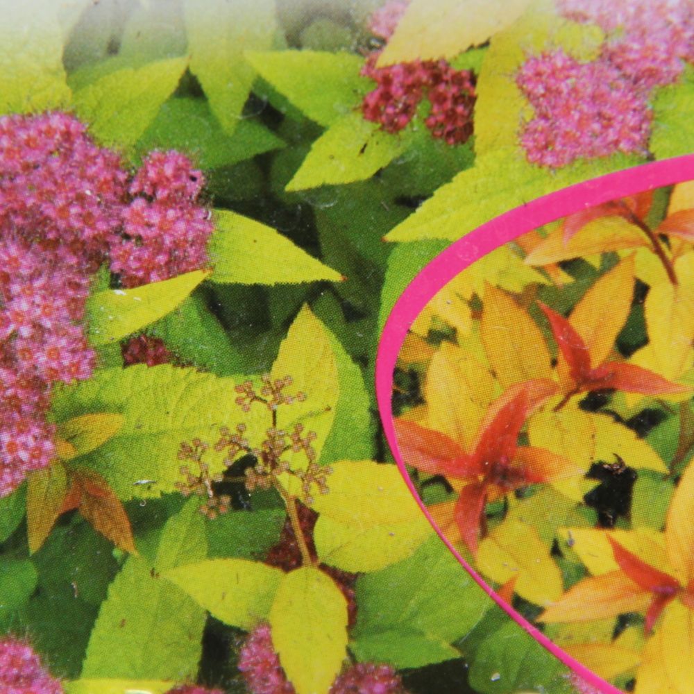 Tavolník  nízký 'Goldflame' květináč 1,4 litru, 20/30cm, keř-0