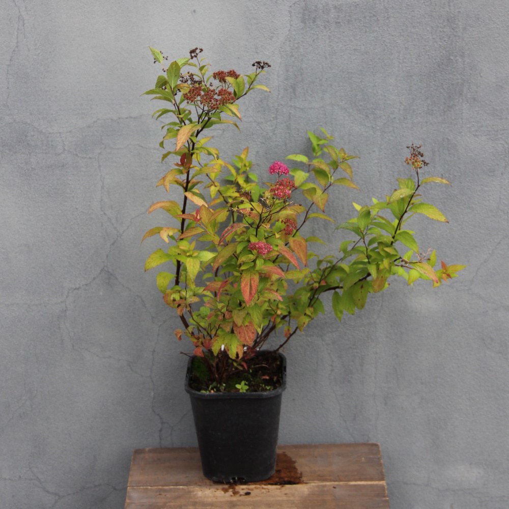 Tavolník  nízký 'Goldflame' květináč 1,4 litru, 20/30cm, keř-1