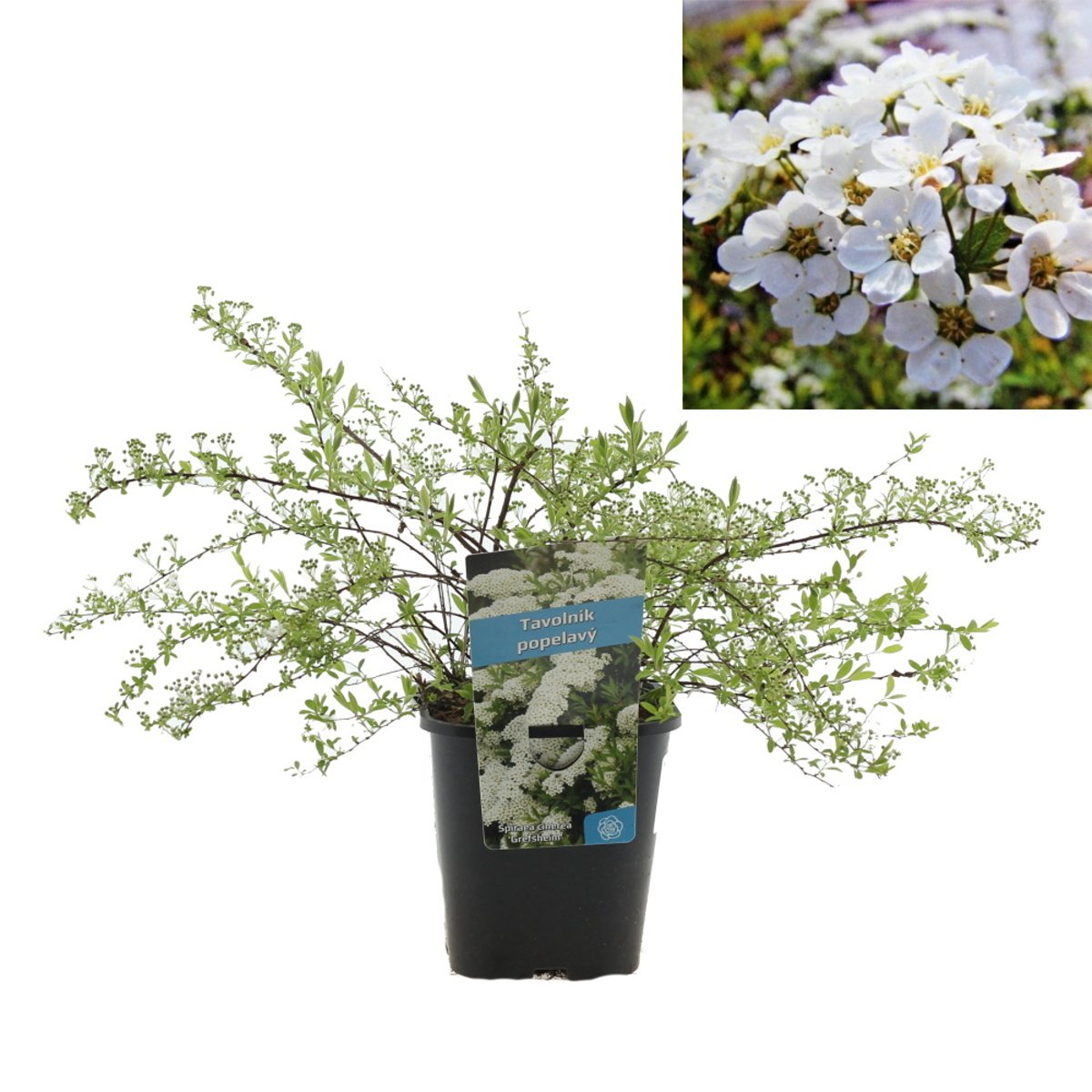 Keře okrasné květem - Tavolník popelavý Grefsheim květináč 1,4 litru, 20/30cm, keř