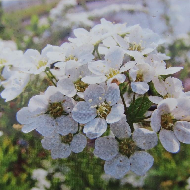 Rostliny - Tavolník popelavý 'Grefsheim' květináč 7,5 litru, výška 60/80cm, keř