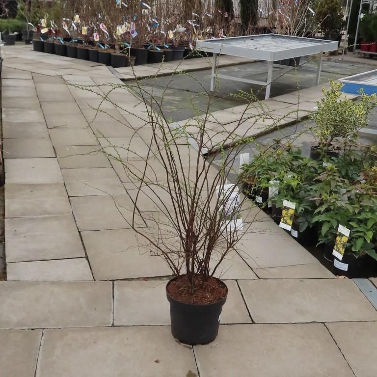 Tavolník popelavý 'Grefsheim' květináč 7,5 litru, výška 60/80cm, keř-0