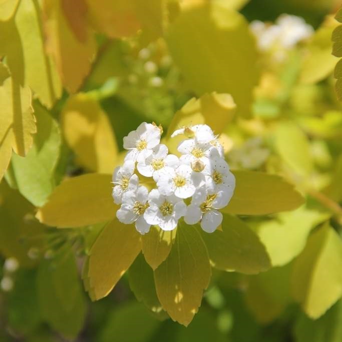 Rostliny - Tavolník van Houtteův 'Gold Fountain' květináč 2 litry, výška 20/30cm, keř