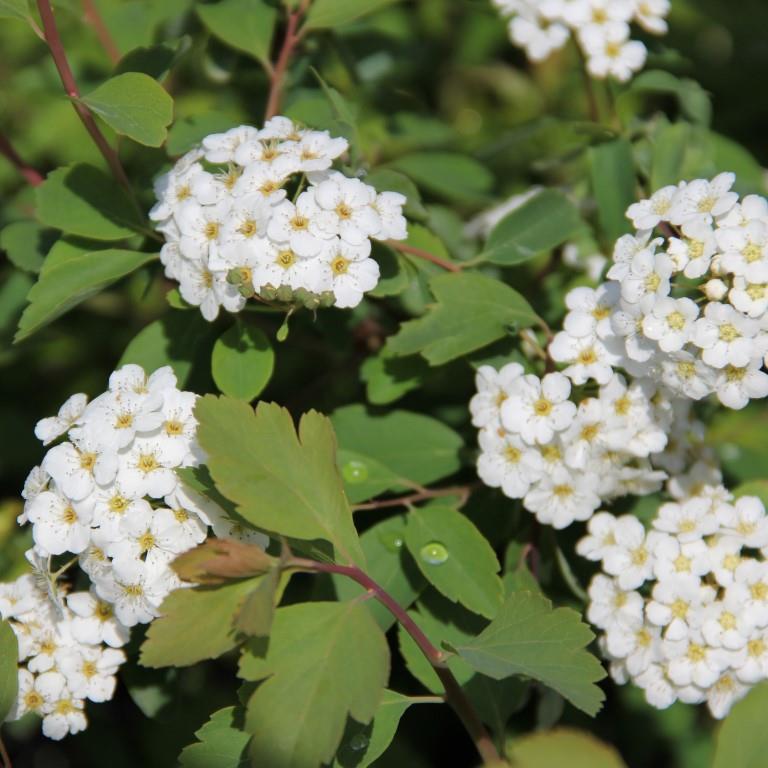 Tavolník van Houtteův květináč 5 litrů, výška 40/60cm, keř-0