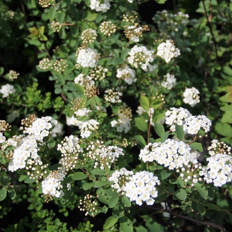 Tavolník van Houtteův květináč 5 litrů, výška 40/60cm, keř-1