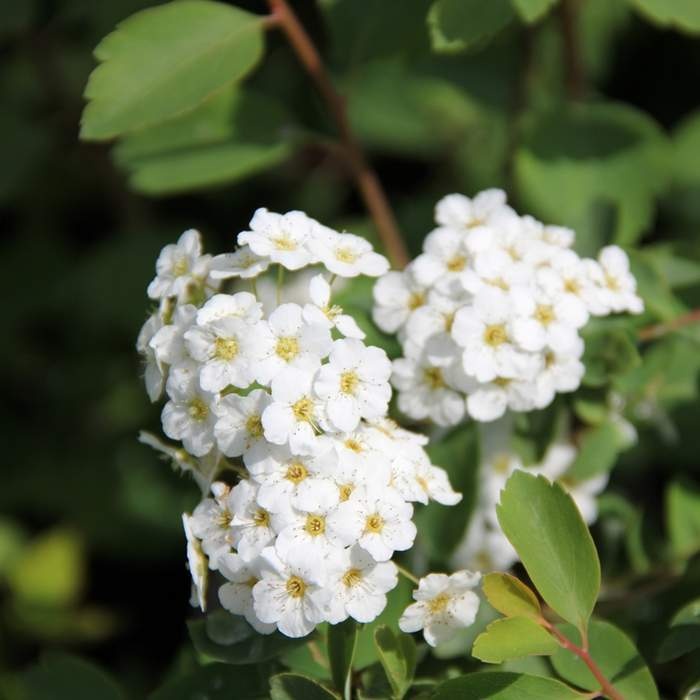 Keře okrasné květem - Tavolník van Houtteův výška 30/40cm, květináč 1,5 litru