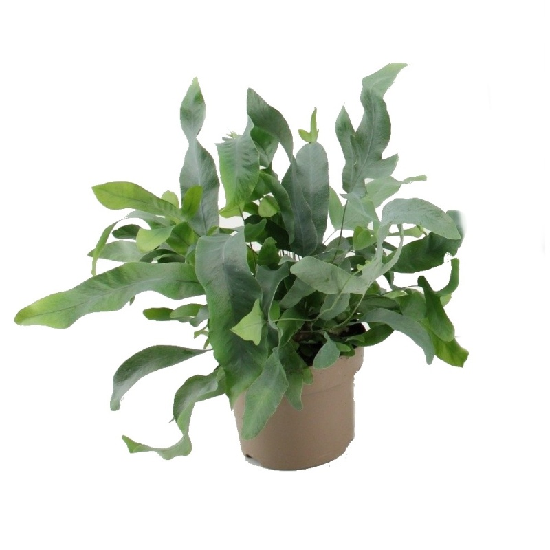 Okrasné pokojové rostliny - Tečkovka zlatá 'Blue Star' květináč 12cm