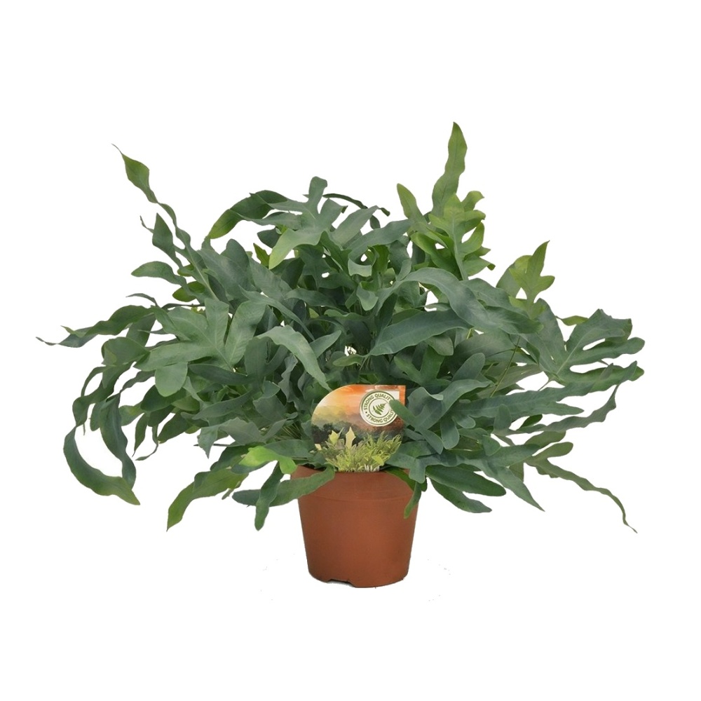 Okrasné pokojové rostliny - Tečkovka zlatá Blue Star květináč 17cm