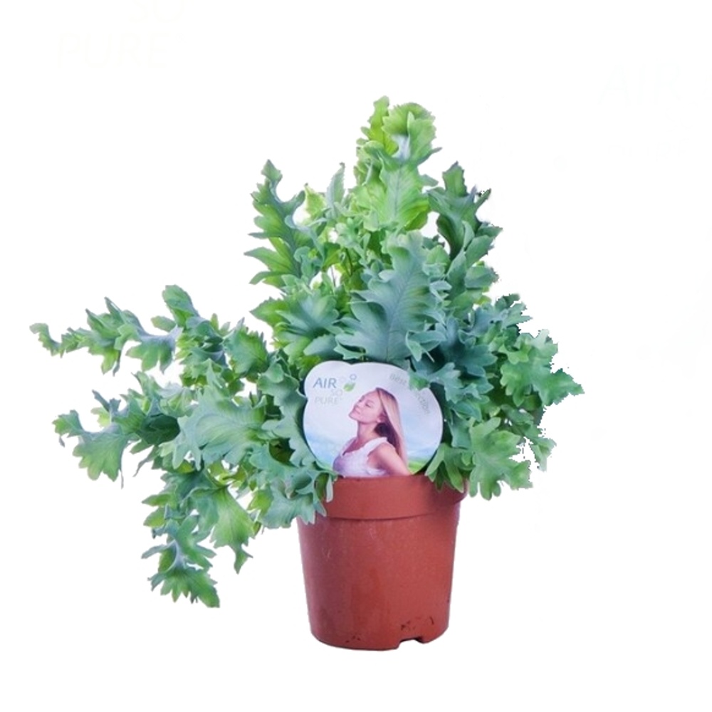 Okrasné pokojové rostliny - Tečkovka zlatá Davana květináč 12cm