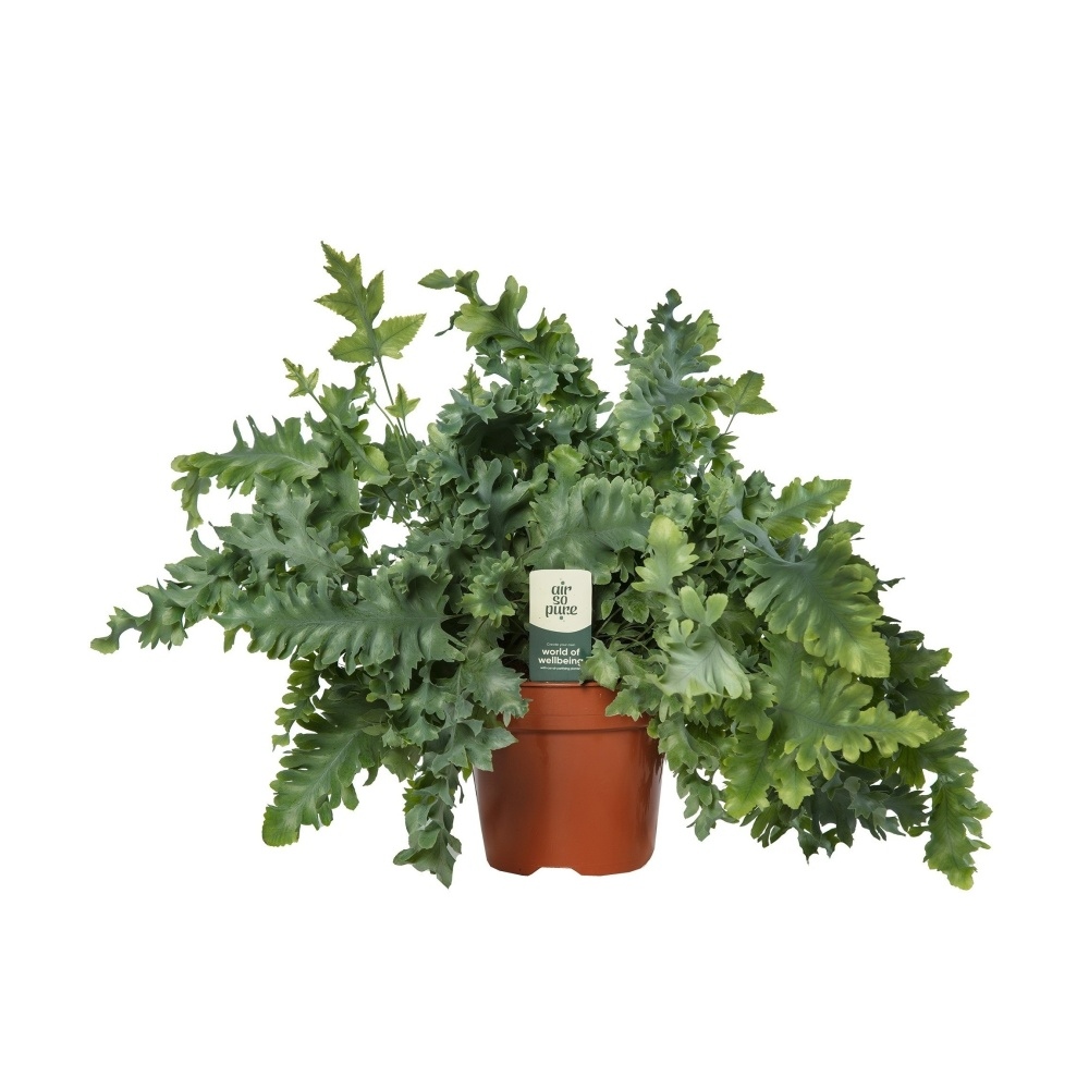 Okrasné pokojové rostliny - Tečkovka zlatá Davana květináč 17cm