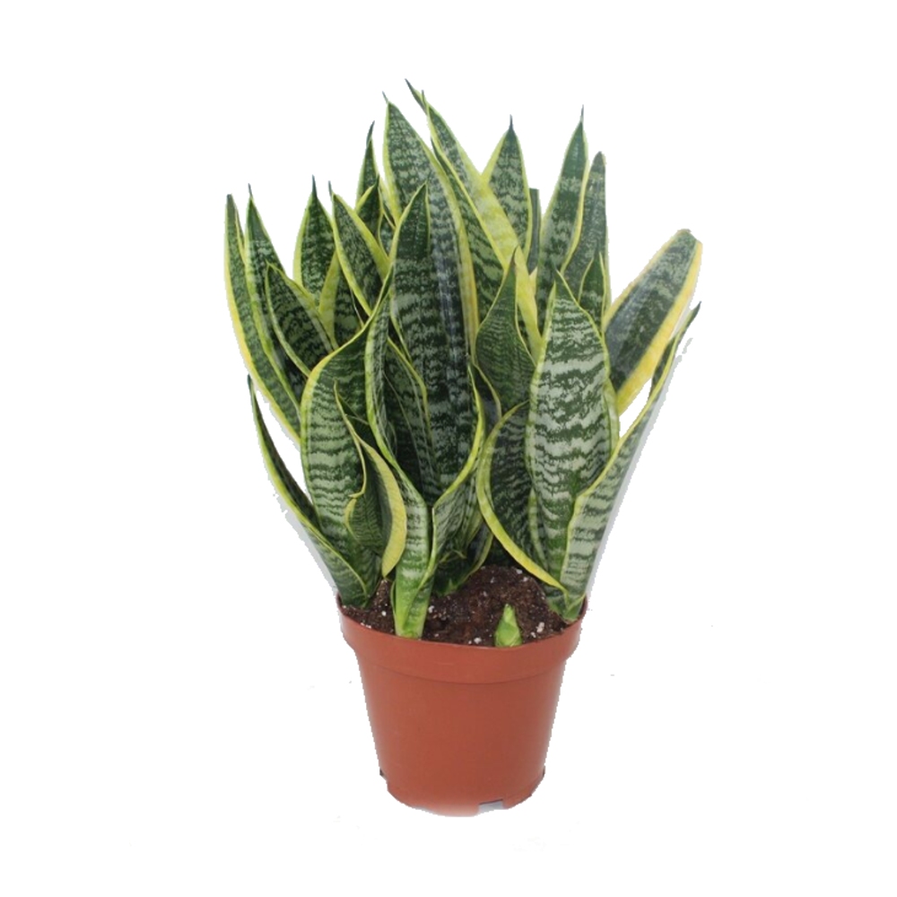 Okrasné pokojové rostliny - Tenura 'Futura Superba' květináč 19cm