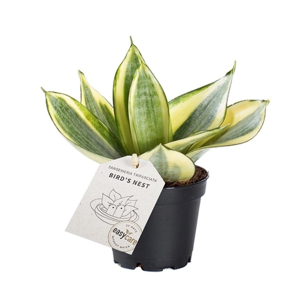 Pokojové rostliny okrasné listem - Tenura Golden Hahnii květináč 9cm