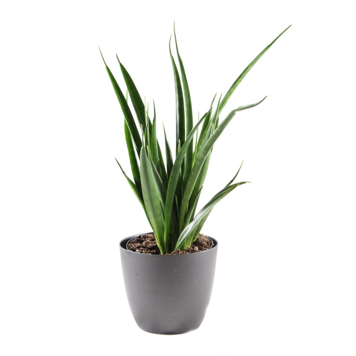 Okrasné pokojové rostliny - Tenura kirkii květináč 12cm