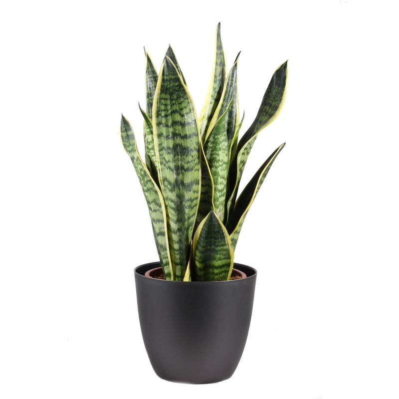 Okrasné pokojové rostliny - Tenura Laurentova, tchýnin jazyk 'Futura Superba' květináč 17cm