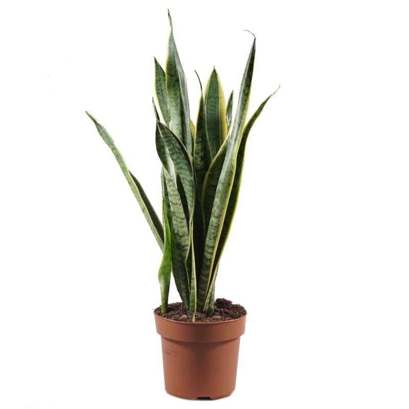 Pokojové rostliny okrasné listem - Tenura Laurentova, tchýnin jazyk výška 40cm, květináč 17cm