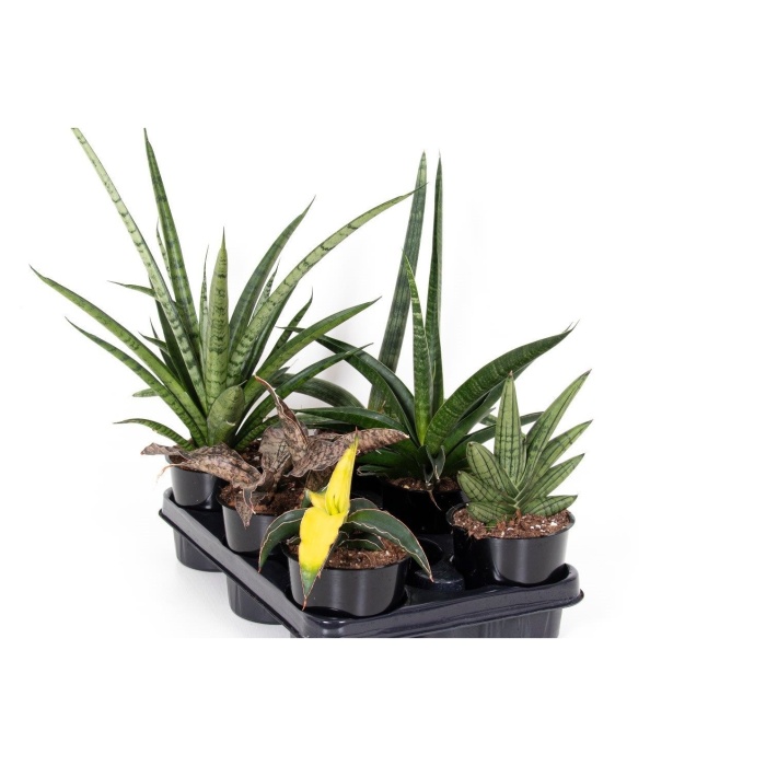 Okrasné pokojové rostliny - Tenura MIX květináč 12cm