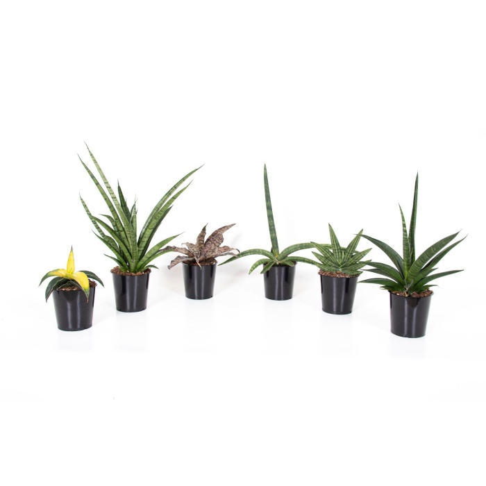 Tenura MIX květináč 12cm-0