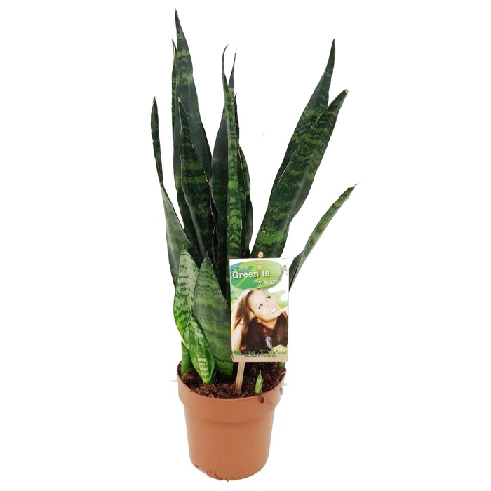 Okrasné pokojové rostliny - Tenura MIX květináč 14cm