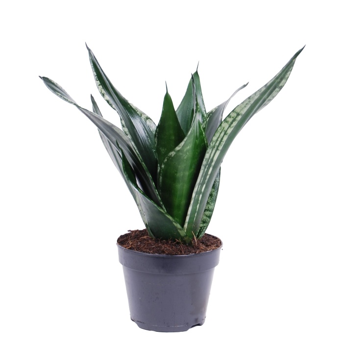 Tenura MIX květináč 14cm-2