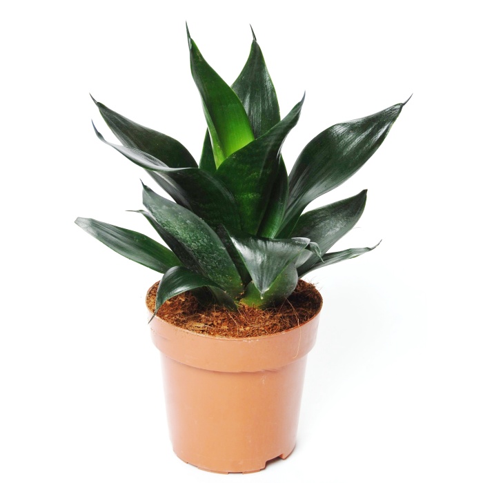 Tenura MIX květináč 14cm-4