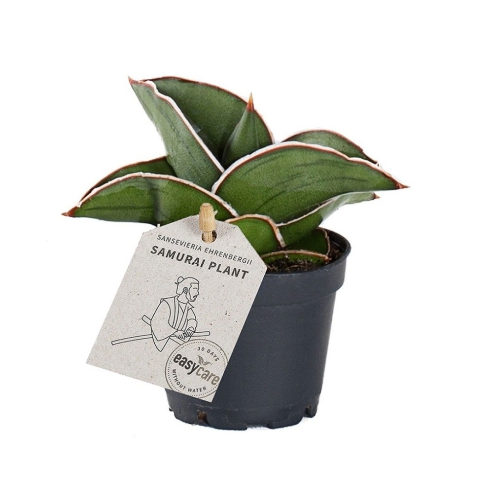 Okrasné pokojové rostliny - Tenura Samurai květináč 6cm