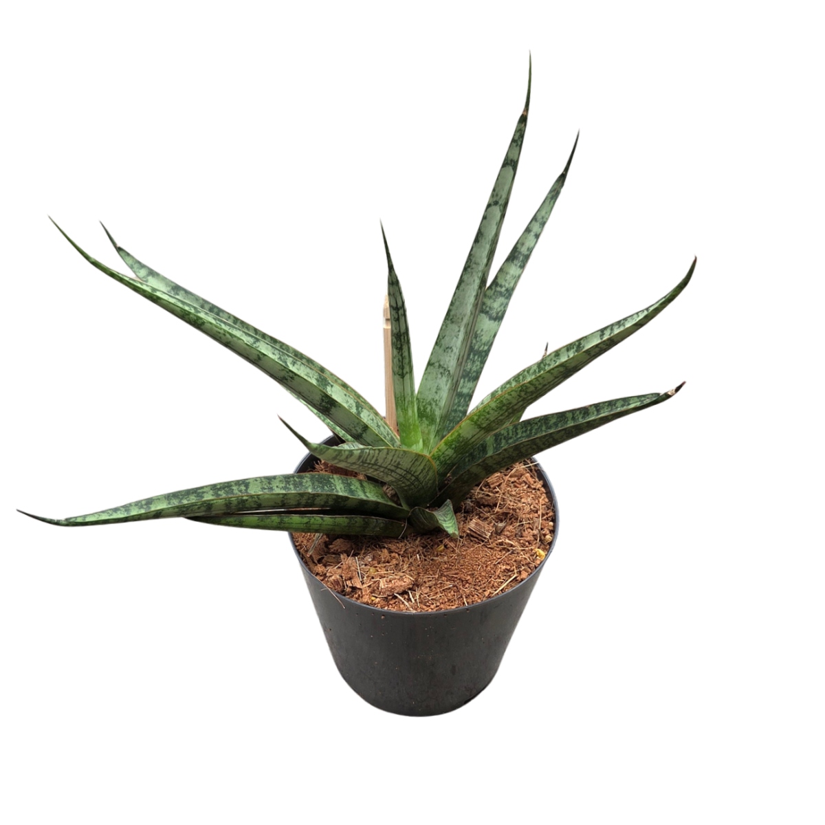 Okrasné pokojové rostliny - Tenura Sem květináč 12cm