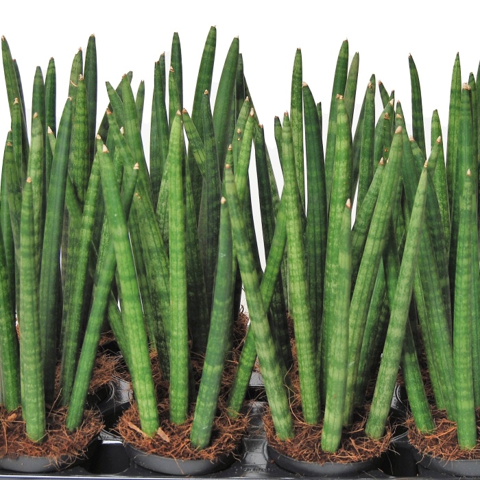 Tenura 'Spaghetti' květináč 8cm-0