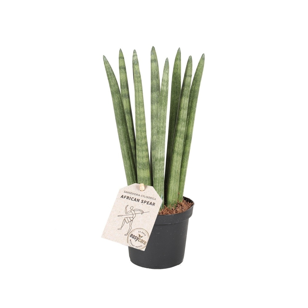 Okrasné pokojové rostliny - Tenura Straight květináč 9cm
