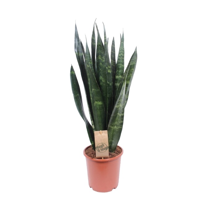 Okrasné pokojové rostliny - Tenura, tchýnin jazyk 'Black Coral' výška 60cm, květináč 17cm