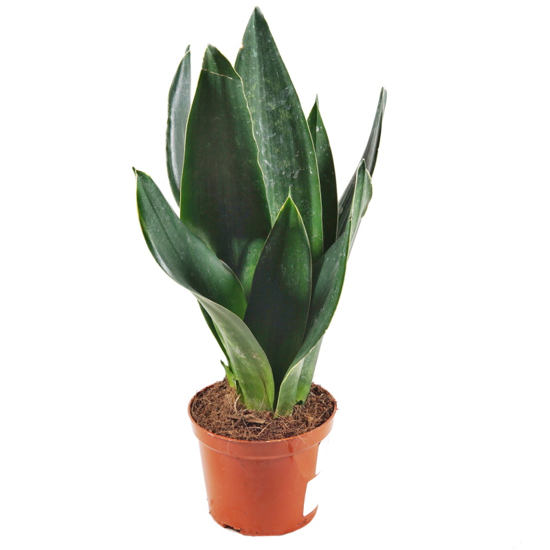 Okrasné pokojové rostliny - Tenura, tchýnin jazyk 'Black Diamond' květináč 12cm