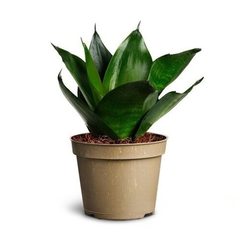 Okrasné pokojové rostliny - Tenura, tchýnin jazyk Black Jade květináč 6cm