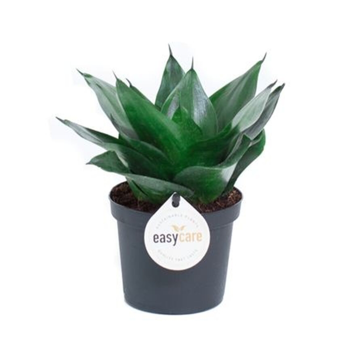 Okrasné pokojové rostliny - Tenura, tchýnin jazyk Black Jade květináč 9cm