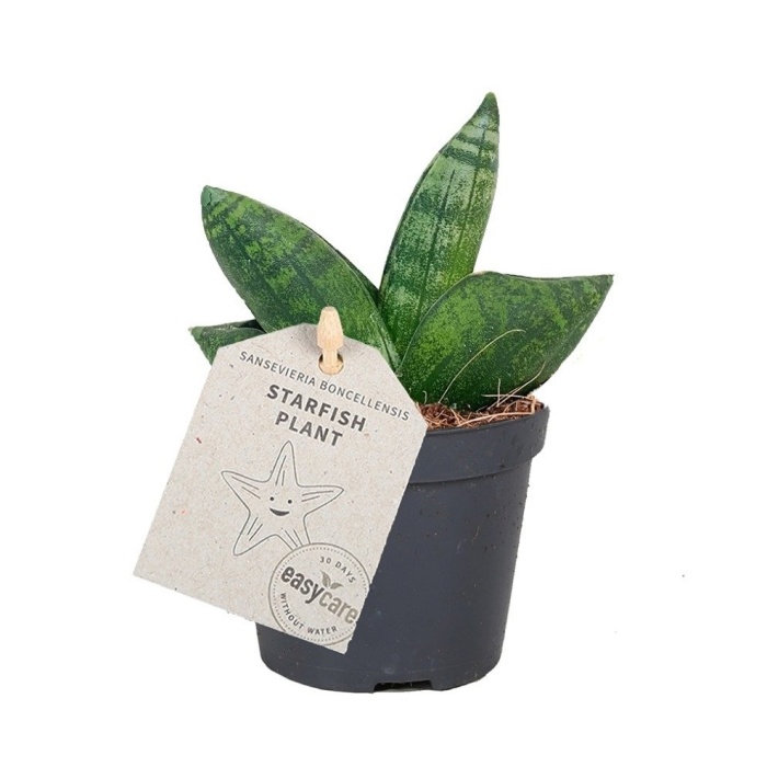 Okrasné pokojové rostliny - Tenura, tchýnin jazyk Boncellensis květináč 6cm