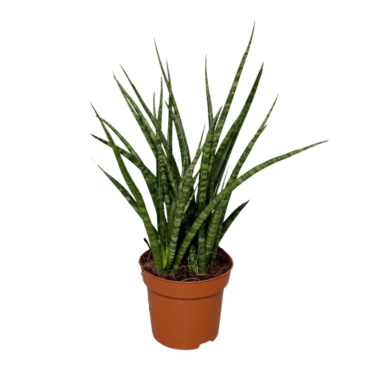 Okrasné pokojové rostliny - Tenura, tchýnin jazyk Fernwood květináč 12cm