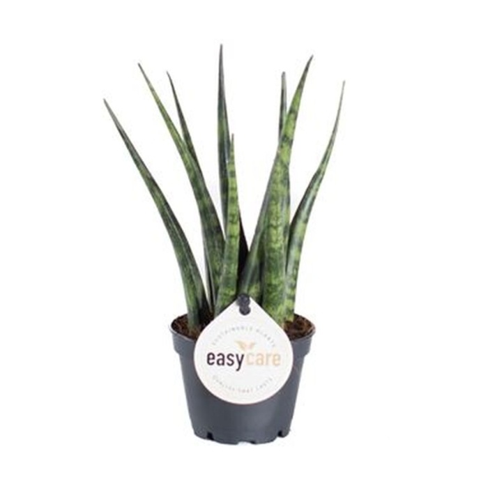 Okrasné pokojové rostliny - Tenura, tchýnin jazyk Fernwood květináč 6cm