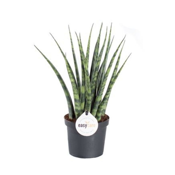 Okrasné pokojové rostliny - Tenura, tchýnin jazyk Fernwood květináč 9cm
