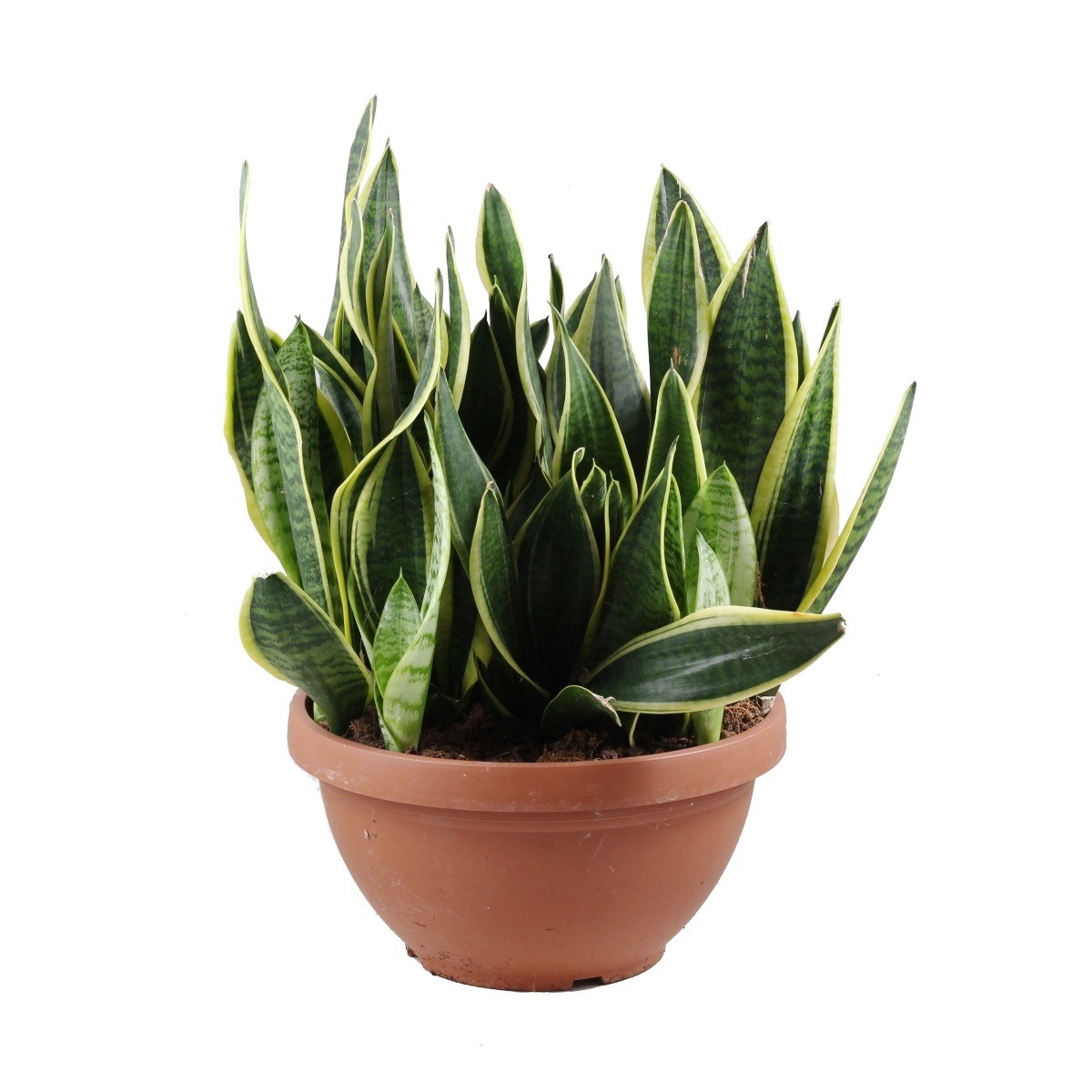 Okrasné pokojové rostliny - Tenura, tchýnin jazyk Futura miska 40cm