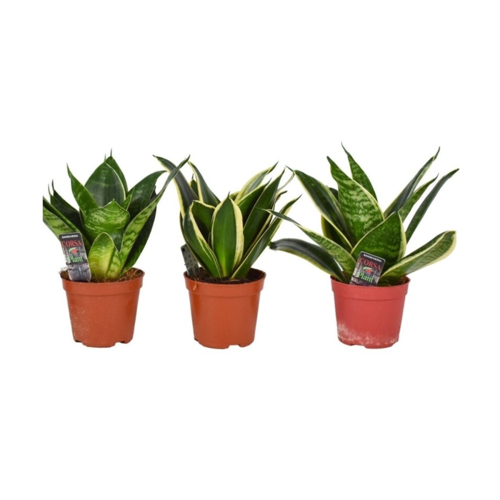 Okrasné pokojové rostliny - Tenura, tchýnin jazyk 'Hahnii' mix, květináč 9cm