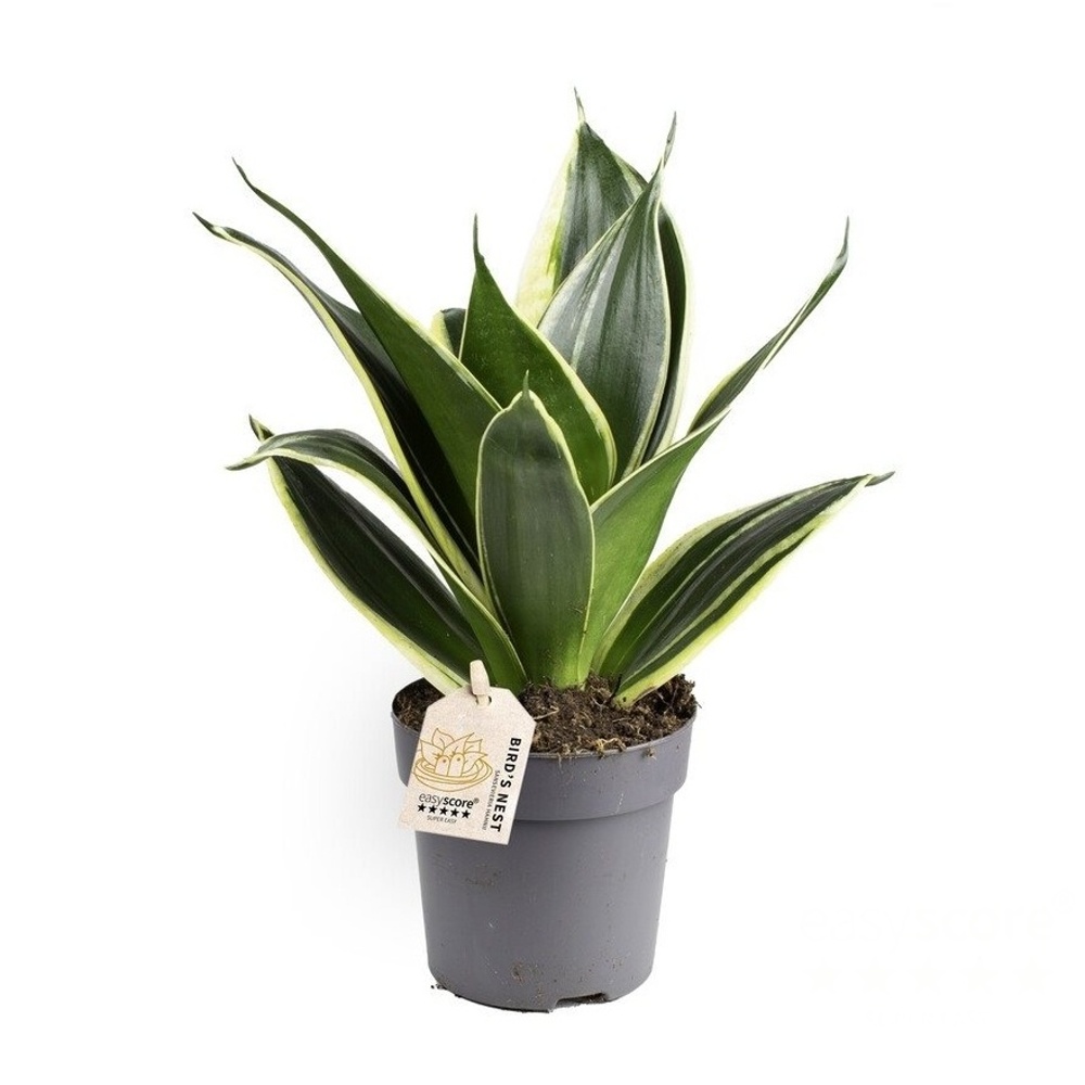 Okrasné pokojové rostliny - Tenura, tchýnin jazyk Jade Pagoda květináč 11cm