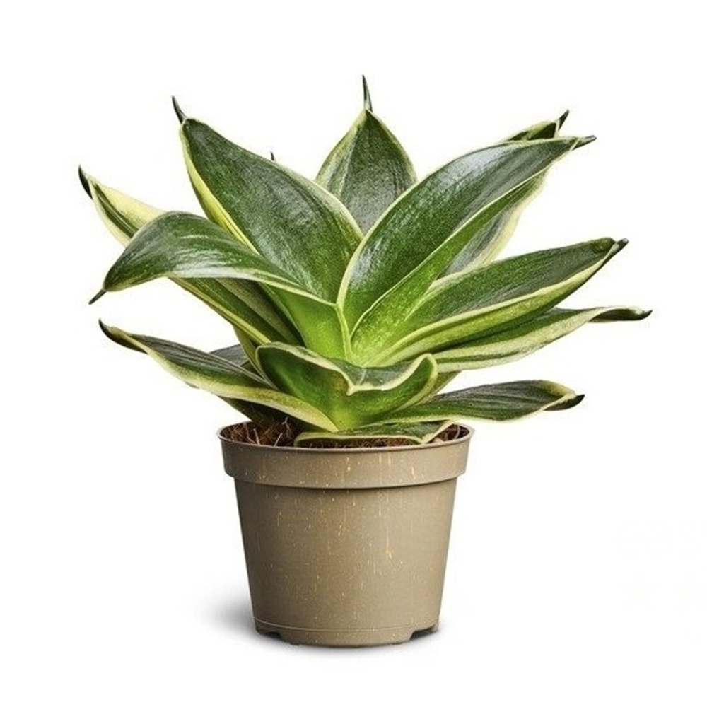 Okrasné pokojové rostliny - Tenura, tchýnin jazyk Jade Pagoda květináč 6cm